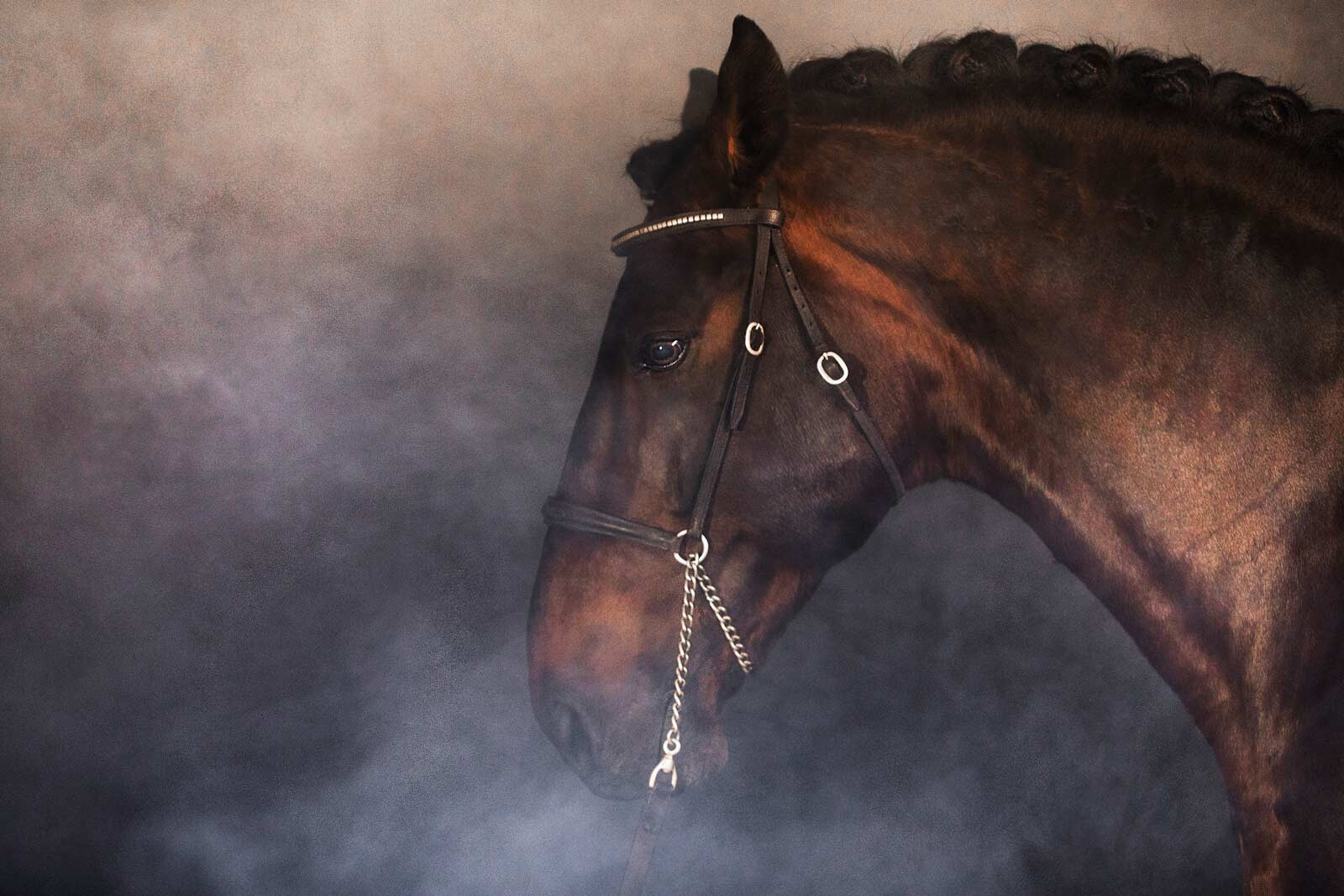 HorseSummit_05