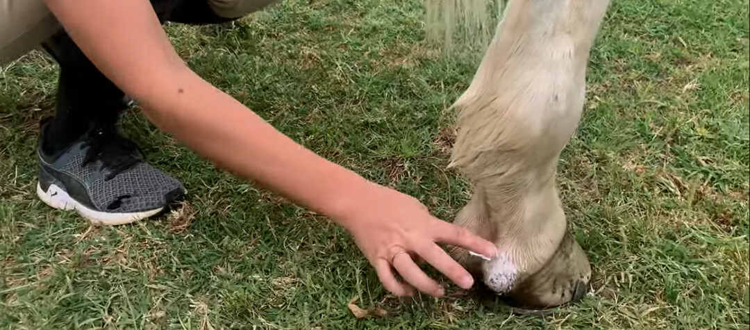 Tudo saber sobre a dermatite de quartela de cavalo - Royal Horse