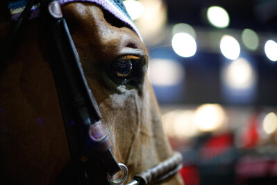 Portugal no CSIO5* de Gijón