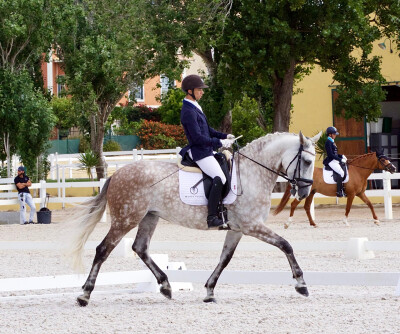 Cavalos do Monte Velho conquistam provas para cavalos novos na Beloura