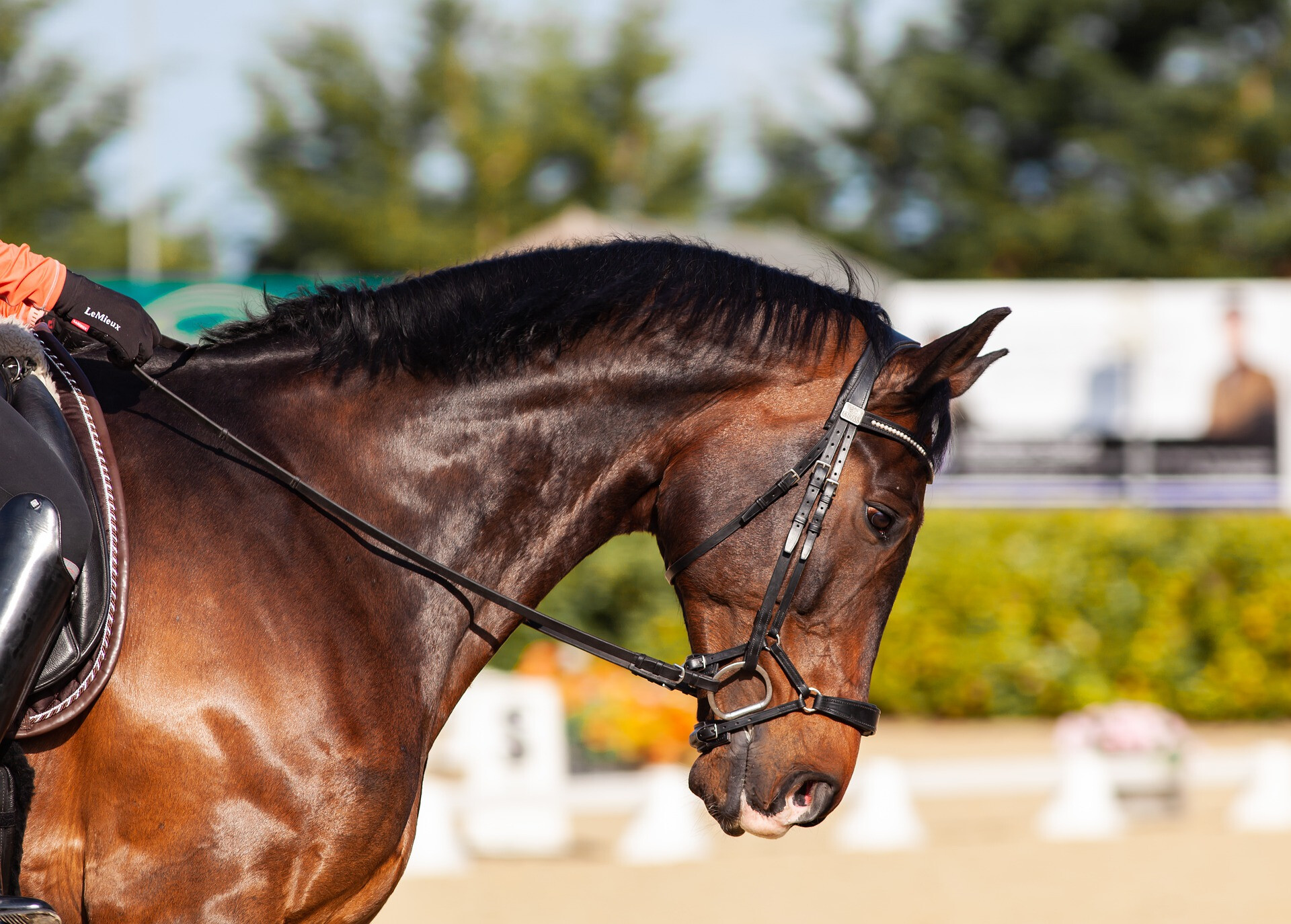 Dressage (2)