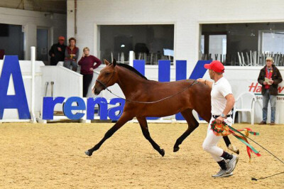 Oasis do Vale é campeão no Reino Unido