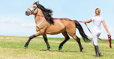 Passar à guia com rédeas auxiliares