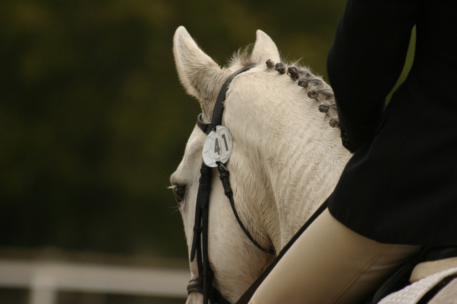 Cavalo