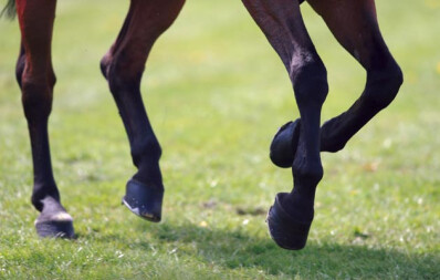 MANIFESTAÇÕES DE LATERALIDADE NOS CAVALOS