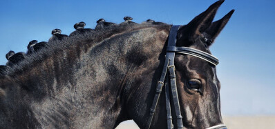 Preparação de montadas