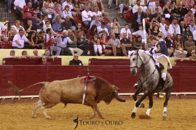O cavalo luso-árabe em destaque
