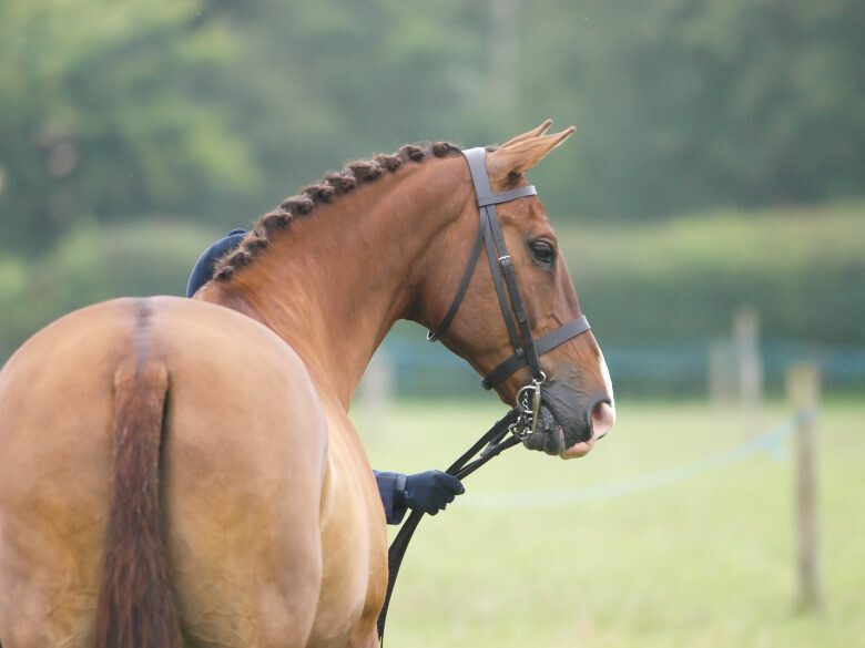 cavalo
