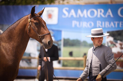 Lusitano Summit mostrou o cavalo Lusitano ao mundo
