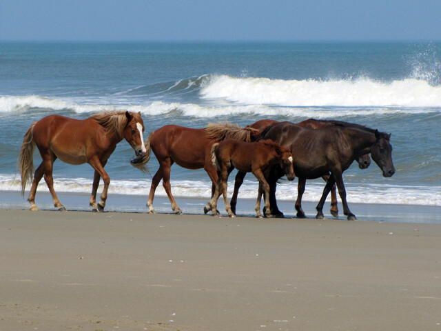 Cavalos selvagens Carolina do Norte