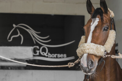GQ Horses
