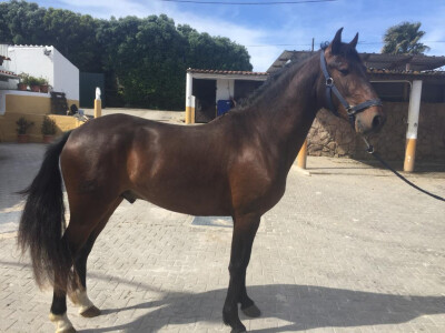 Coud. de Santa Margarida doa poldro