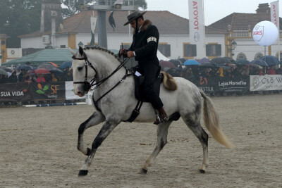 Luar da Caniceira é Campeão da Raça Lusitana