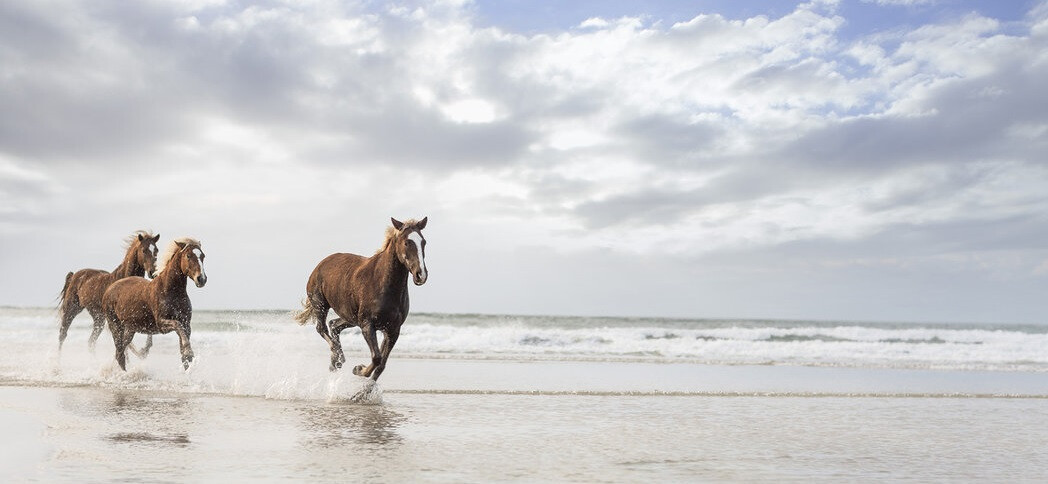 cavalos praia ferias