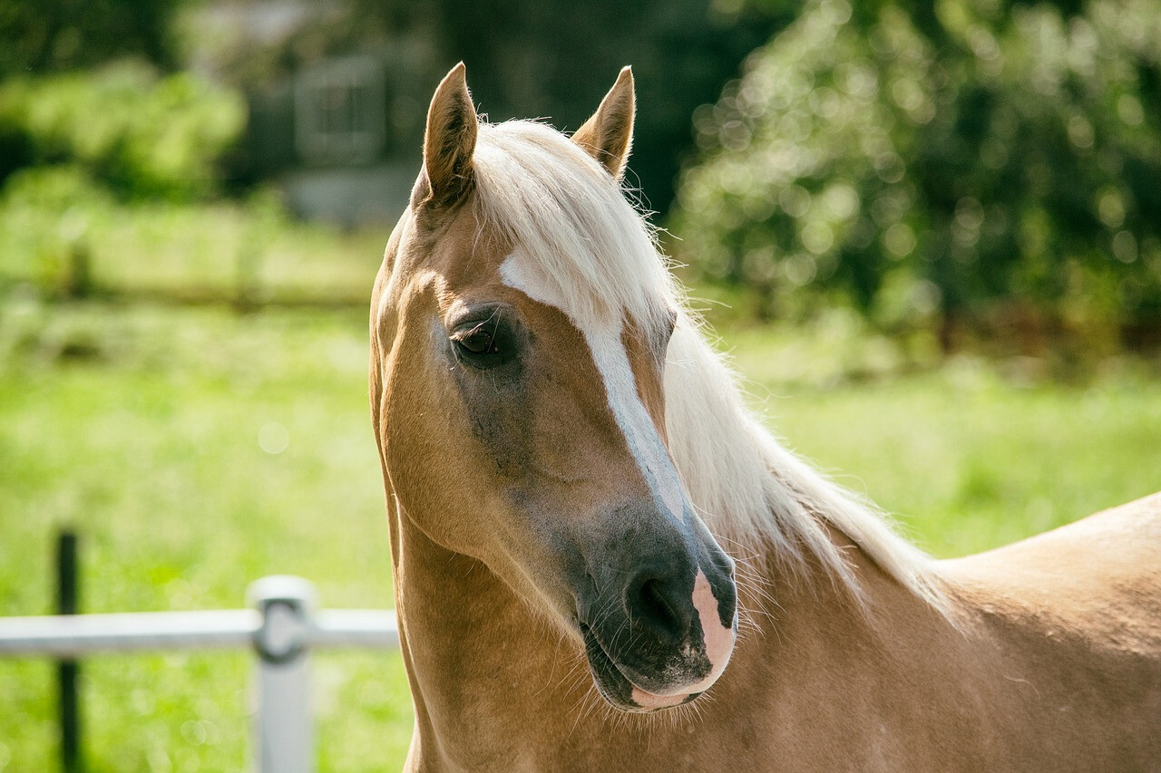 haflinger-462510_1280