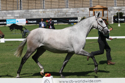 Revista Equitação: a sua companhia neste Verão!