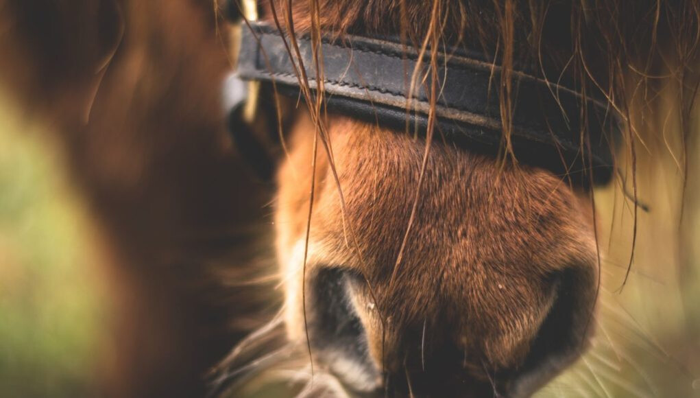 cavalo