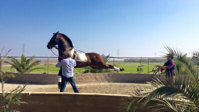 Um português em Hollywood