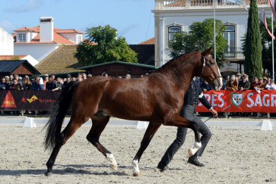 Criação em destaque na Golegã