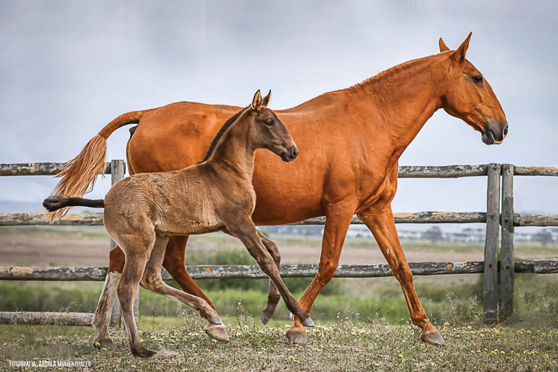 Samora Equestre01