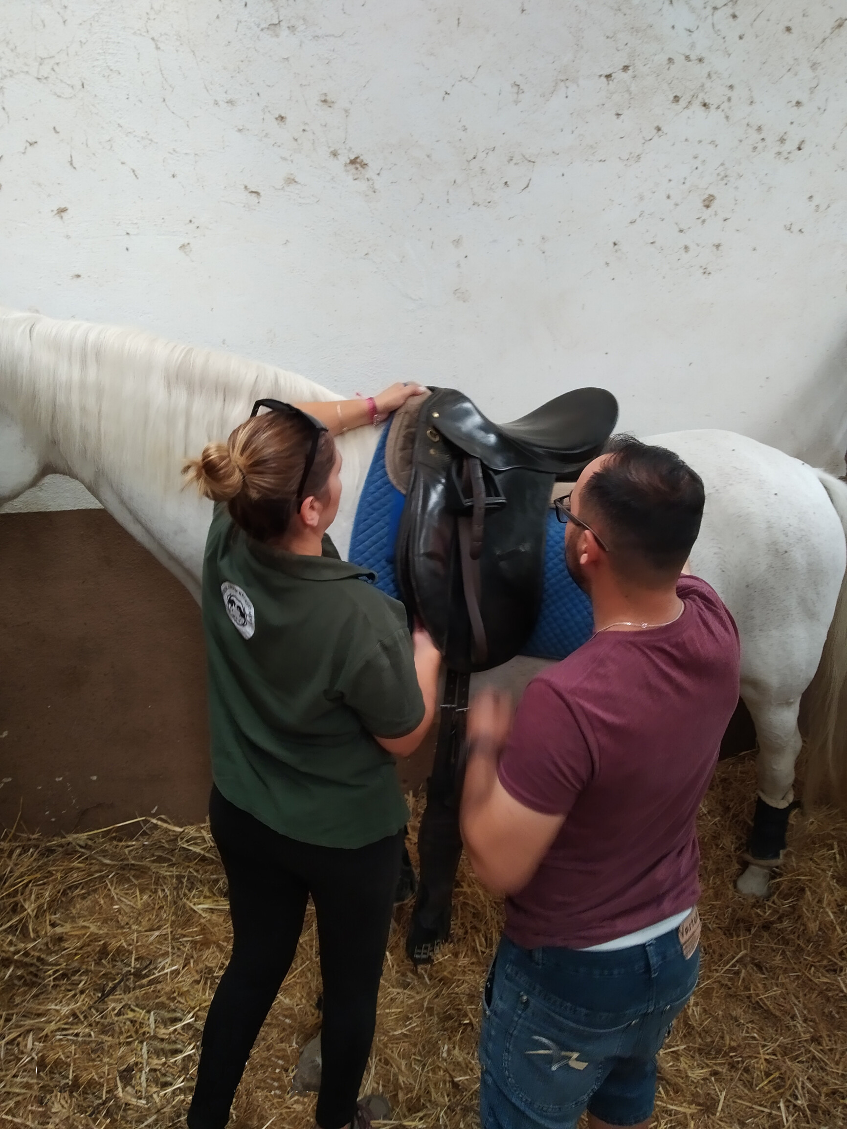 Horsegroom 2