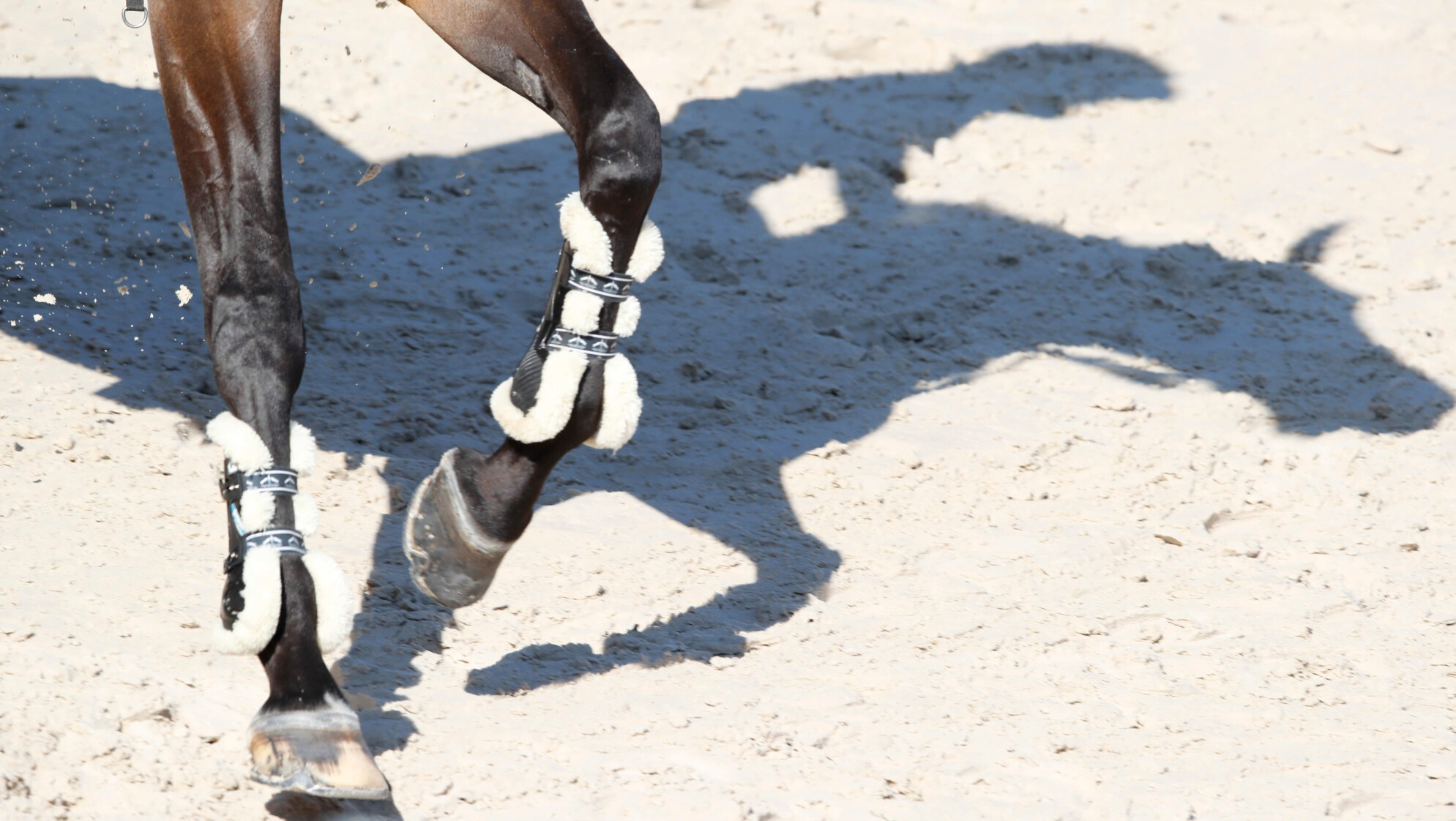 Foto de LGCT Stefano Grasso