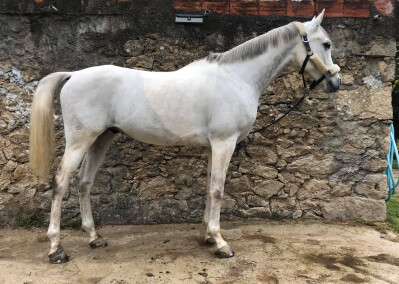 G-Bangsar Alfouvar vence no Dubai