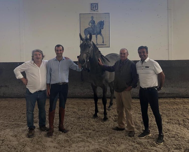 DP dressage