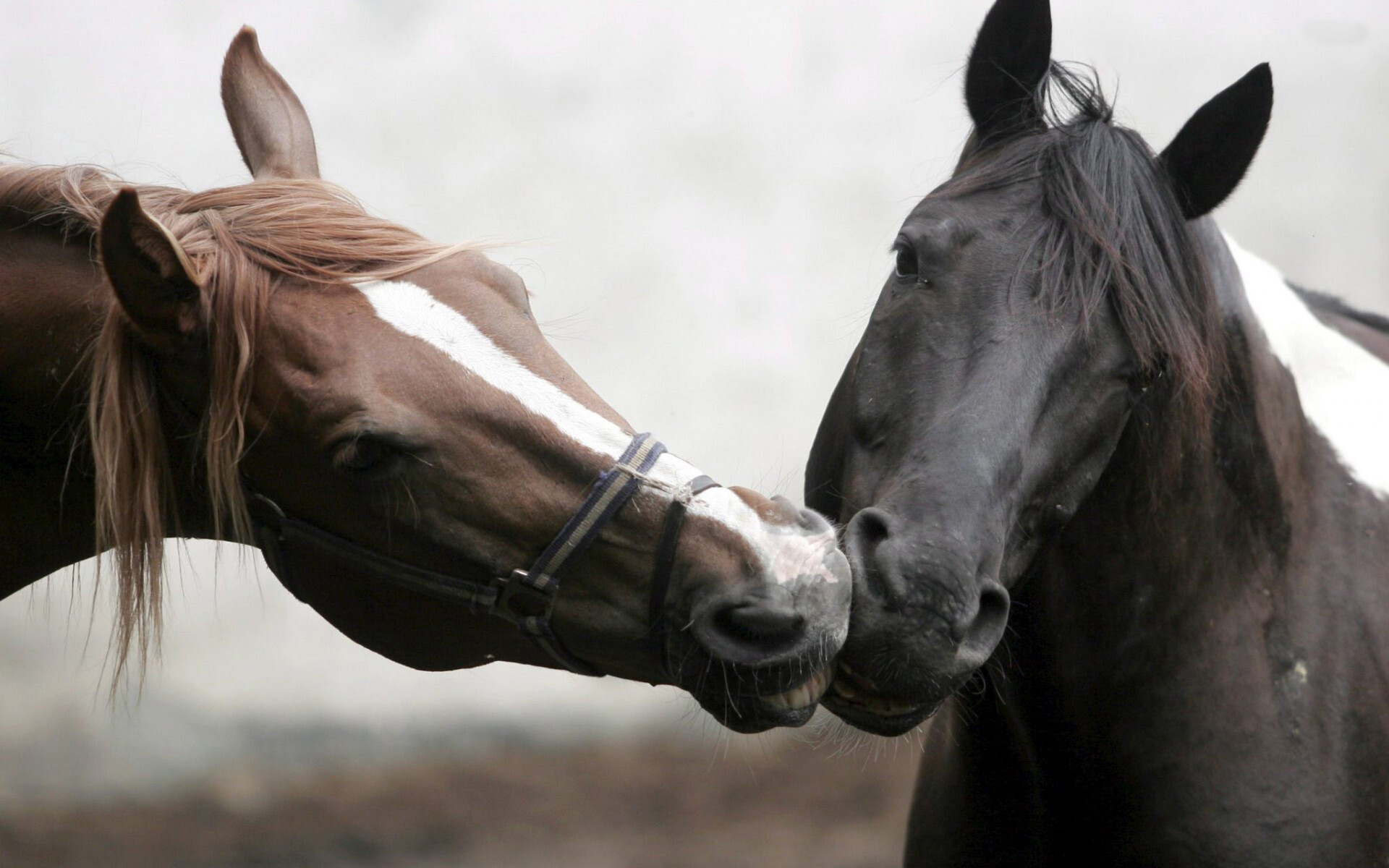 Cavalos