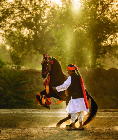 Marwari, The Horse of India