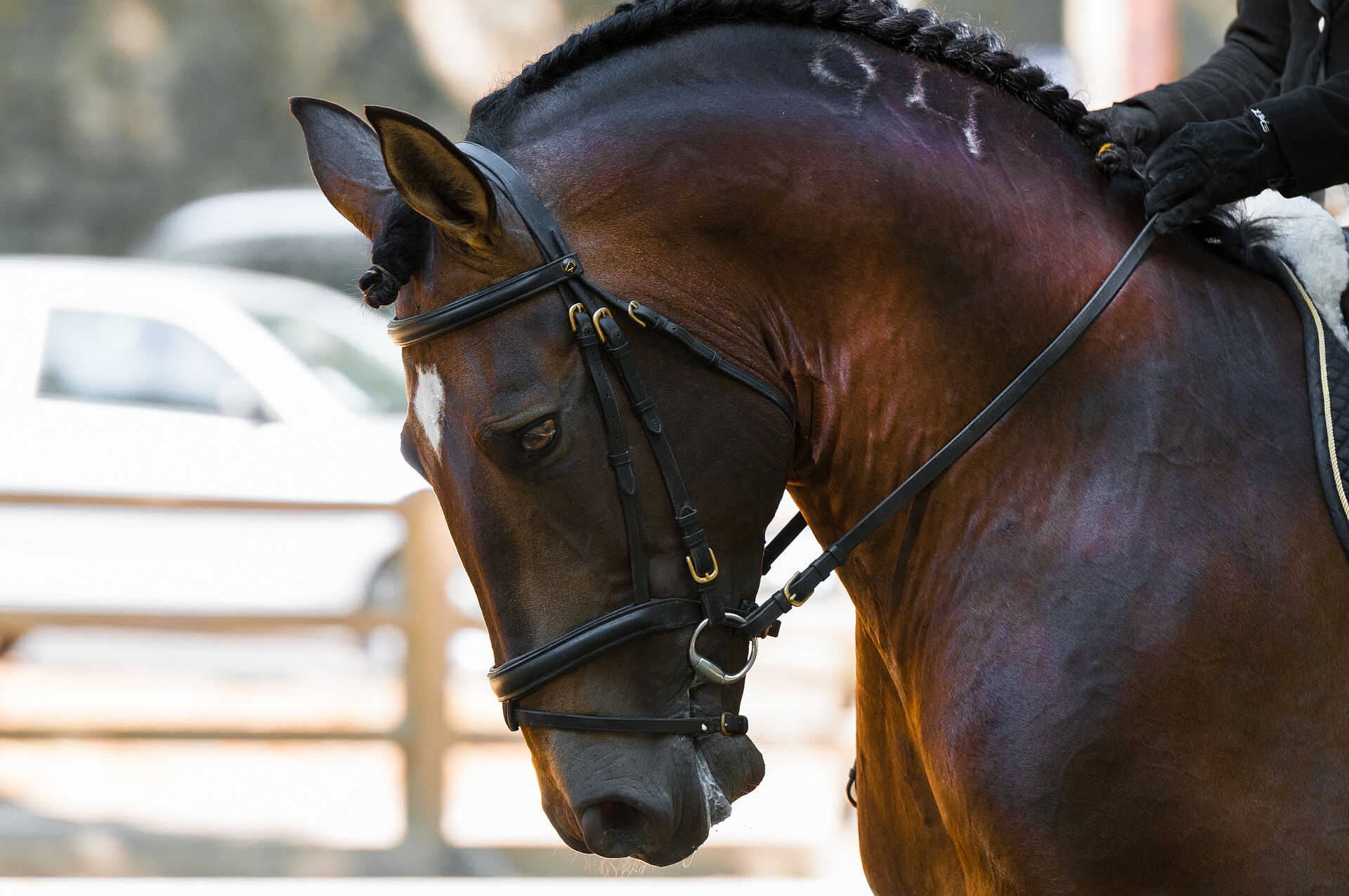 Dressage (1)