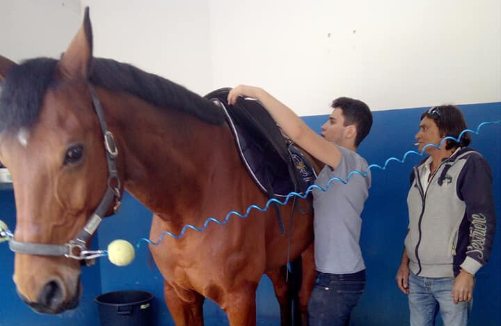 HORSE GROOM recruitment