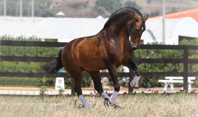 Rubi vai integrar primeira Gala do ano da EPAE