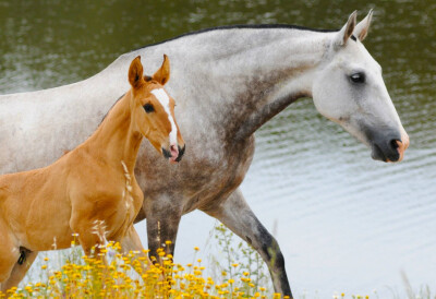 Cavalo Lusitano: o que preservar, modificar e inovar?
