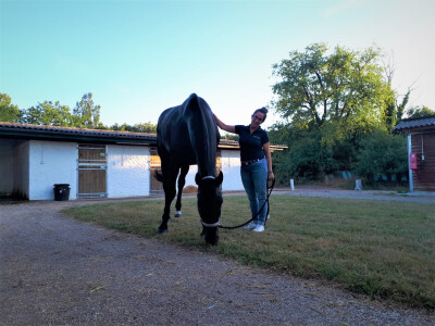 Transporte de Equinos: o que devemos fazer antes de uma viagem?