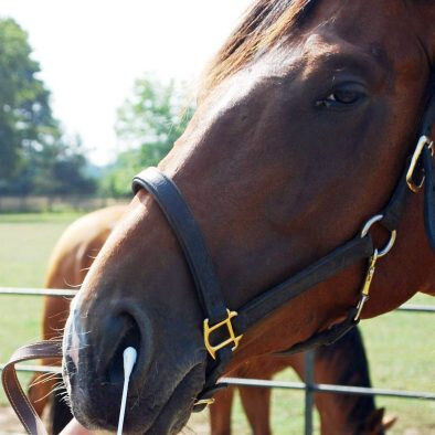 equine-flu-nasal-swab-394x394