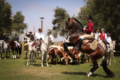 Concurso Poldro Mamão arranca hoje