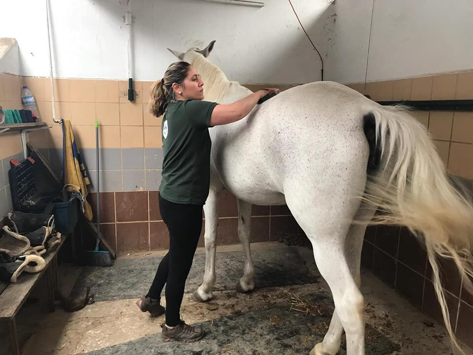 Horse Groom Recruitment