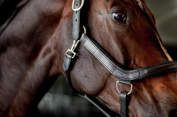 cavalo