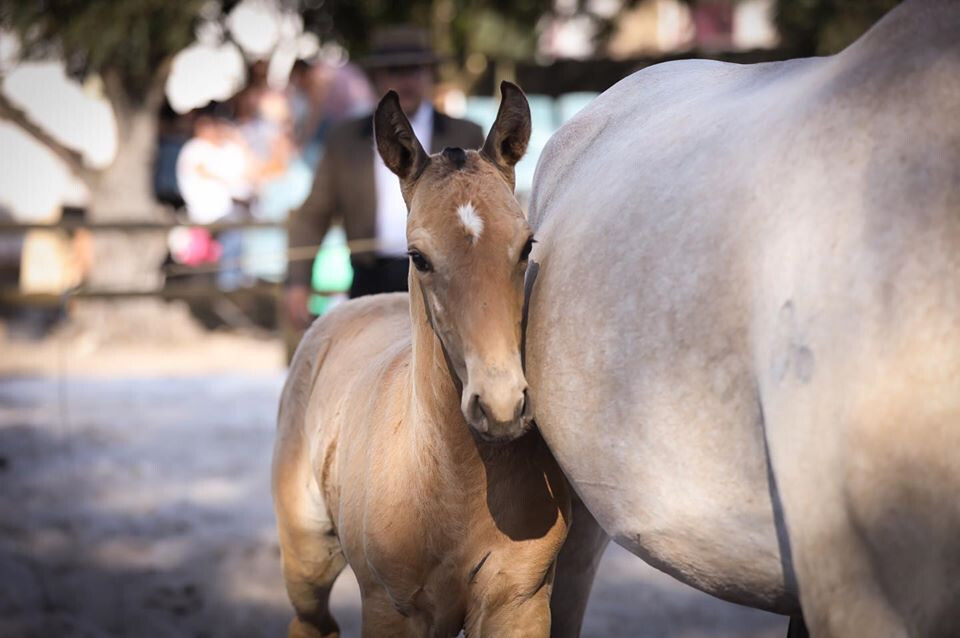 Samora Equestre
