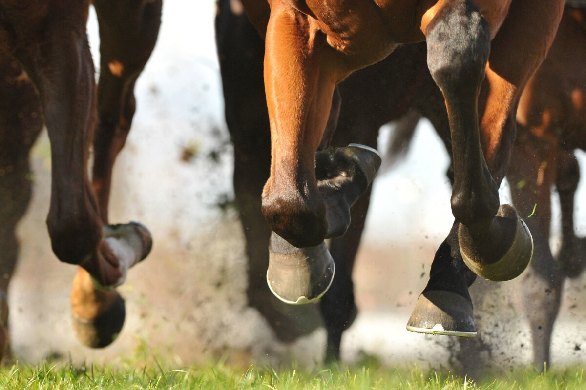 Cavalos