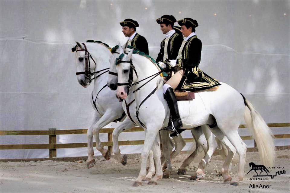 oeste lusitano