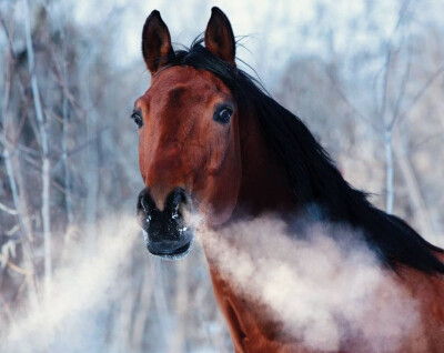 Como melhorar o potencial aéreo e a capacidade respiratória do cavalo?
