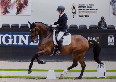 Mundial de Cavalos Novos