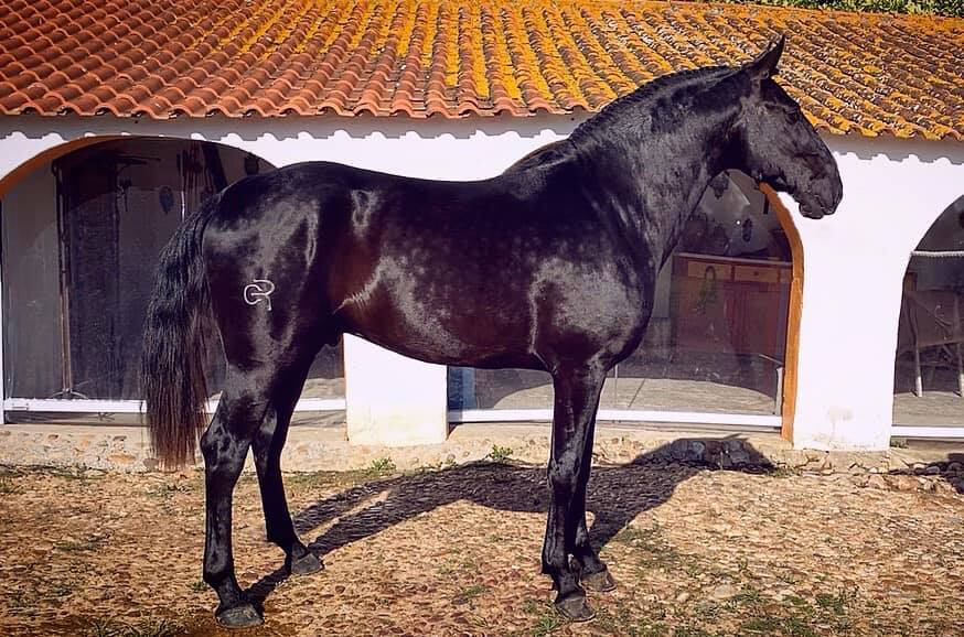 Negro (poldro)