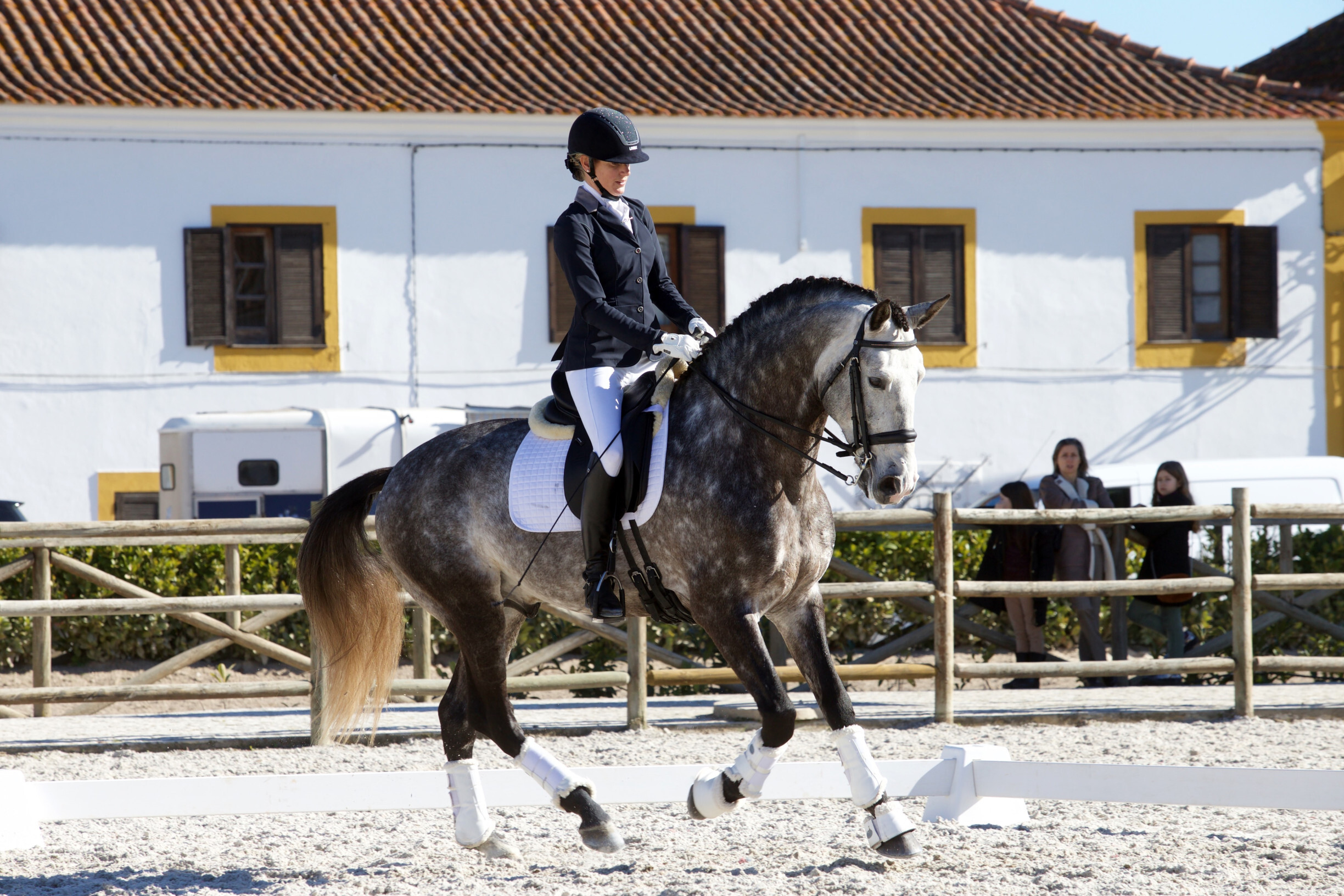 aula cavalos novos