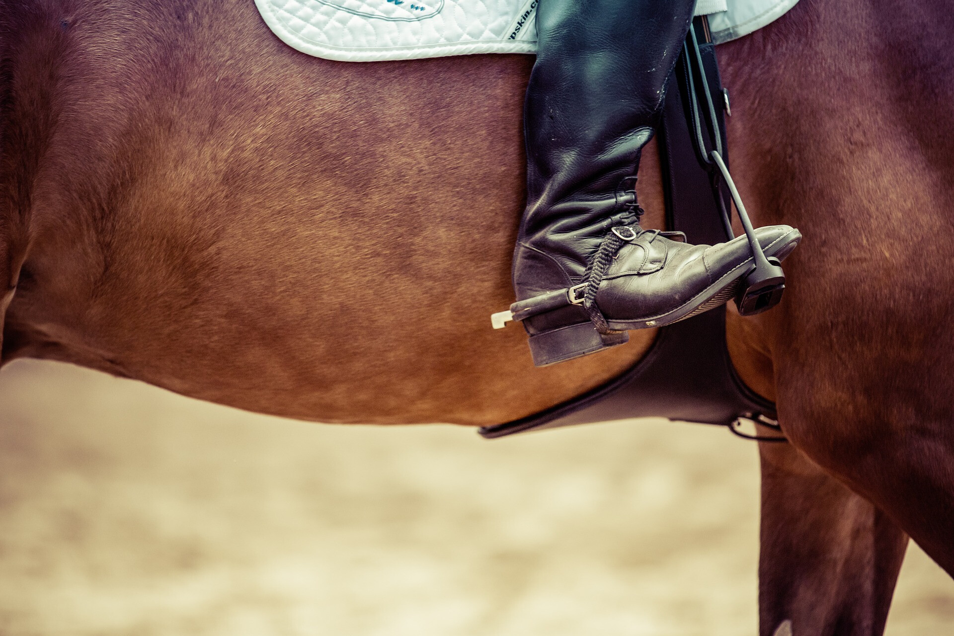 Dressage (3)