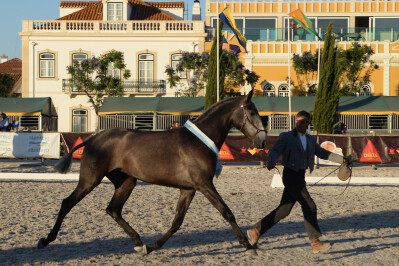 Campeãs da Expoégua