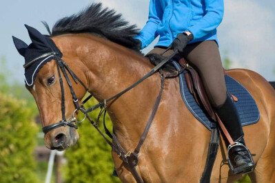 Manifestações de lateralidade nos cavalos (3.ª parte)