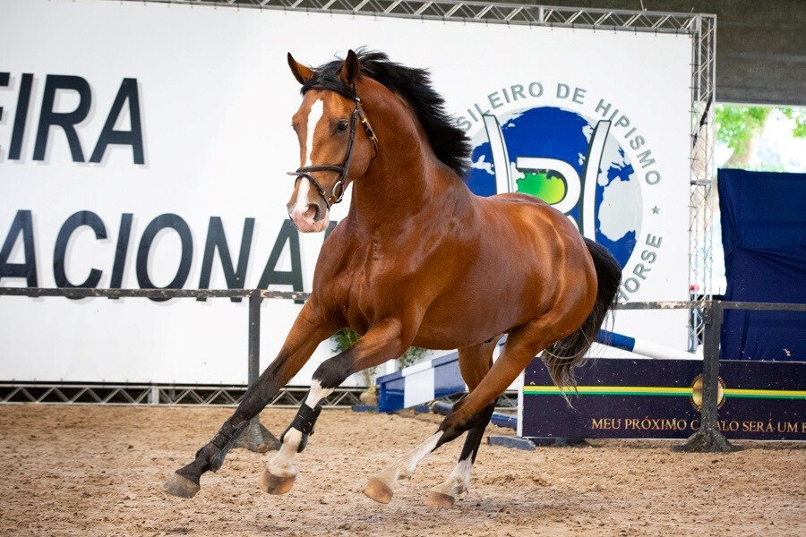 FESTIVAL NACIONAL DO CAVALO BH